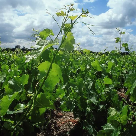 Ibis Bordeaux Emilion Сент-Эмильон