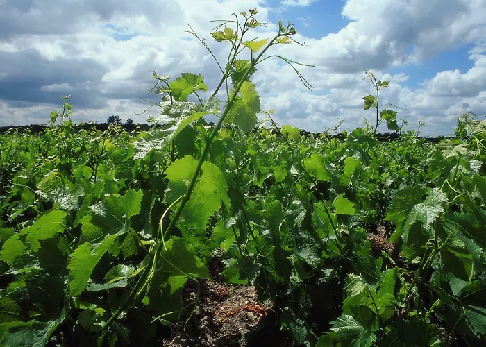 فندق Ibis Bordeaux Emilion Saint-Émilion