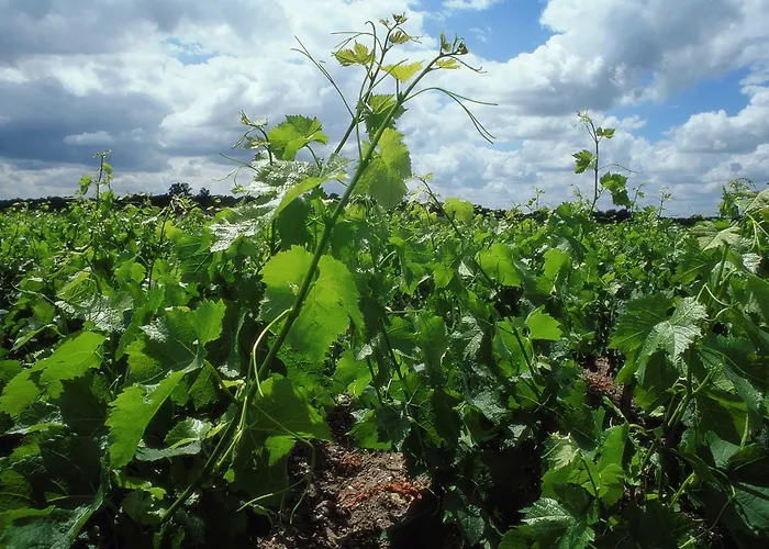 Ibis Bordeaux Emilion Saint-Émilion