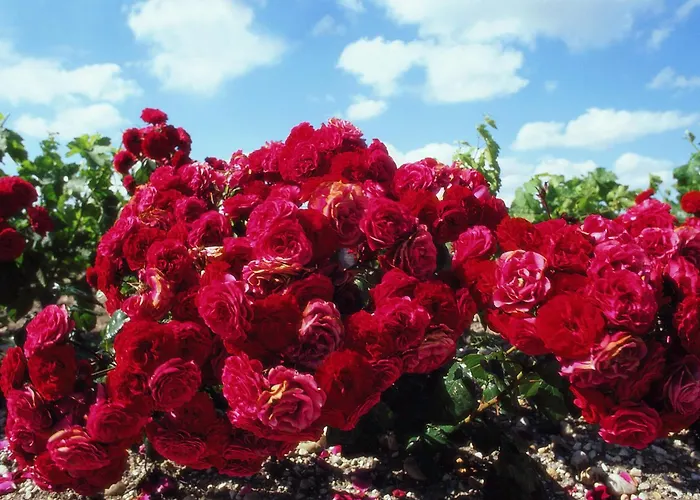 Ibis Bordeaux Emilion فندق Saint-Émilion